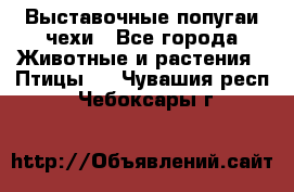 Выставочные попугаи чехи - Все города Животные и растения » Птицы   . Чувашия респ.,Чебоксары г.